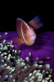   Pink Anenome Fish taken Tufi Dive Resort PNG  